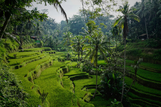 Ubud's Verdant Tapestry: Exploring Bali's Lush Rice Terraces